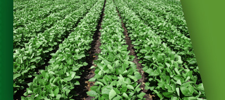 Renewable Biofuels