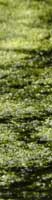 Algae