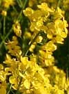 Rapeseed