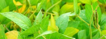 Soybeans